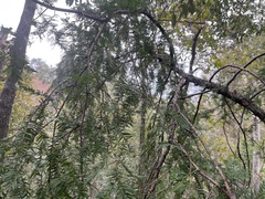 Taxus floridana