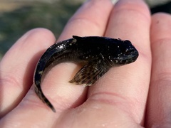 Clinocottus recalvus
