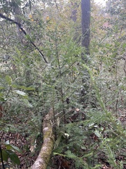 Taxus floridana