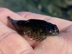Clinocottus recalvus