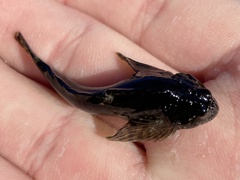 Clinocottus recalvus