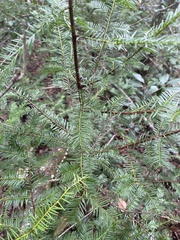 Taxus floridana