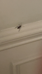 Leptoglossus occidentalis