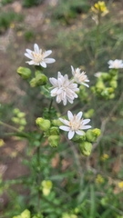 Moscharia pinnatifida