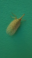 Rentinus dilatatus