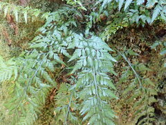 Asplenium appendiculatum