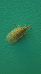 Rentinus dilatatus