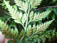 Asplenium appendiculatum