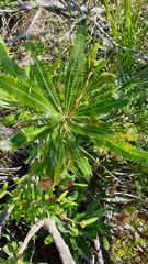 Banksia aemula