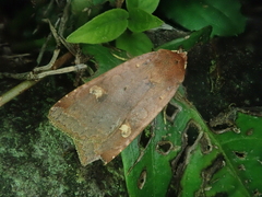 Diarsia deparca