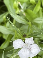 Dianthus barbatus