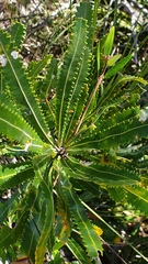 Banksia aemula