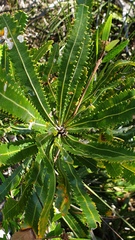 Banksia aemula