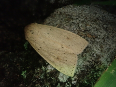 Mythimna placida