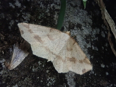 Pareclipsis gracilis