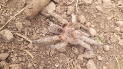Grammostola rosea