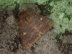 Hypersypnoides submarginata