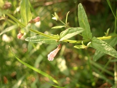 Scutellaria minor