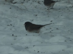 Junco hyemalis montanus