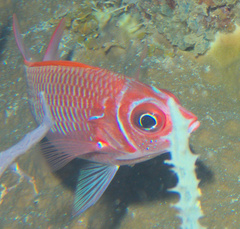 Sargocentron caudimaculatum