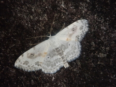 Scopula indicataria
