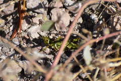 Bootettix argentatus