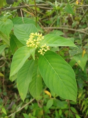 Palicourea pubescens