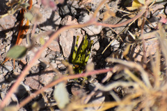 Bootettix argentatus