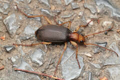 Brachinus scotomedes