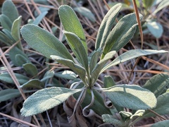 Salvia sonomensis