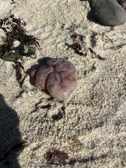 Aplidium californicum