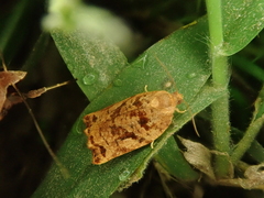 Archips oporana
