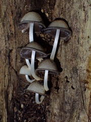Coprinopsis