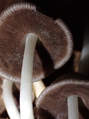 Coprinopsis