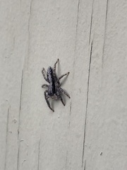 Platycryptus californicus