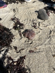 Aplidium californicum