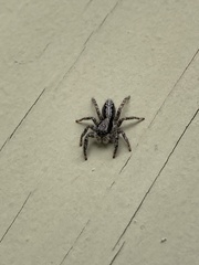 Platycryptus californicus