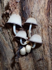 Coprinopsis