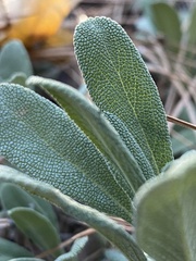 Salvia sonomensis