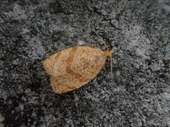 Adoxophyes honmai