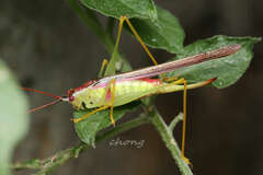 Macroteratura megafurcula