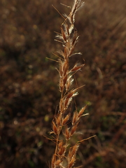 Sorghastrum nutans