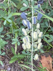 Baptisia alba