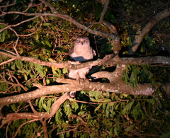 Circaetus fasciolatus