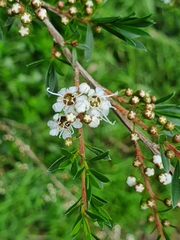 Kunzea leptospermoides