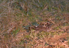 Caprimulgus natalensis