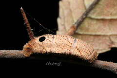 Callambulyx tatarinovii