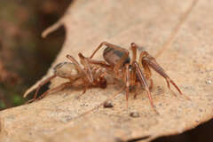 Otacilia komurai