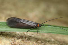 Nothopsyche ruficollis