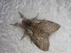 Calliteara argentata